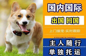 玉溪市宠物托运公司玉溪市宠物托运公司玉溪市宠物托运公司