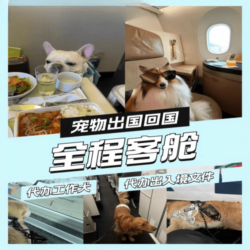 玉溪市宠物托运到白俄罗斯宠物入境规定和要求